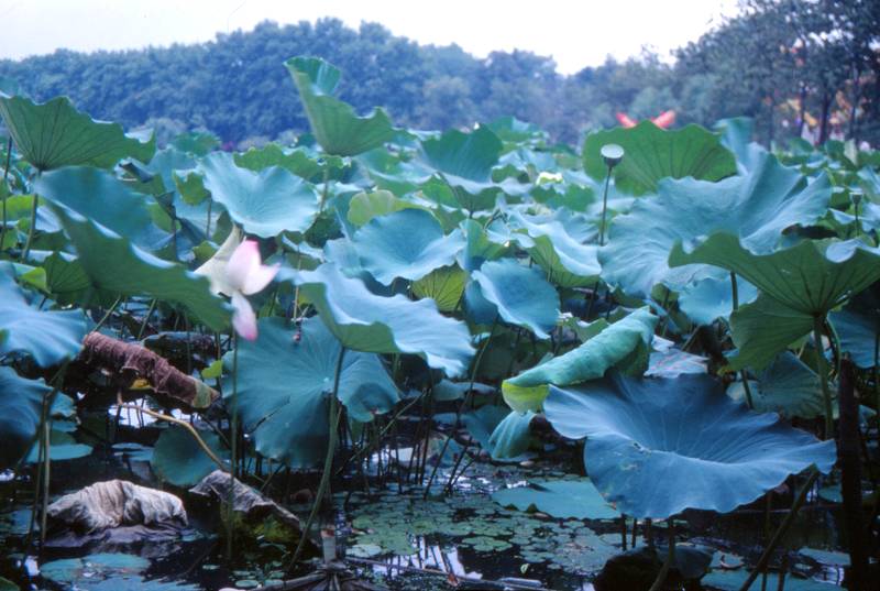 Lotus in the Xuanwu Lake, Nanjing